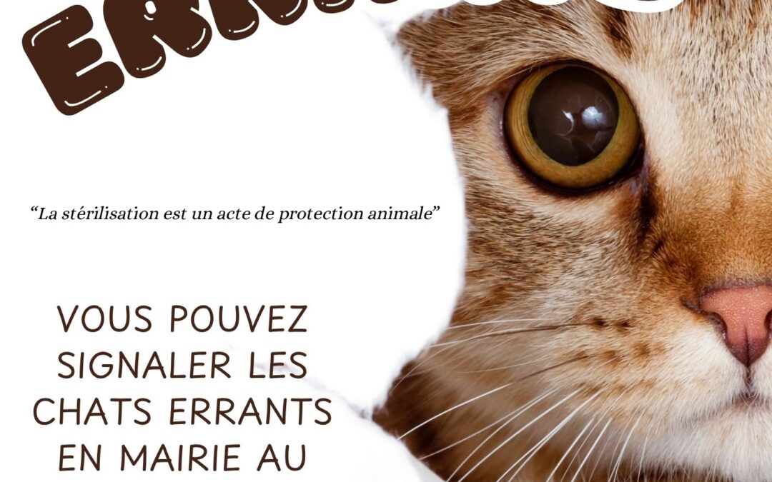 Campagne de stérilisation des chats errants