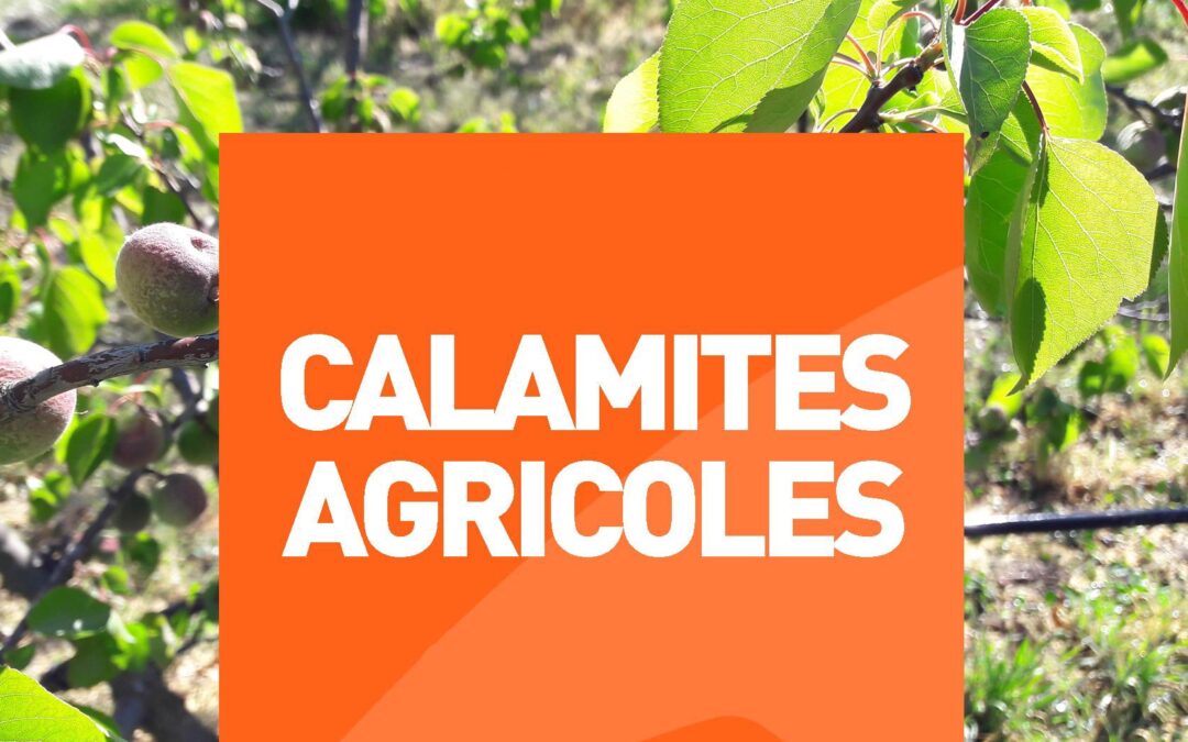 Procédure de calamité agricole suite à l&rsquo;excès de pluies du 19 au 23 décembre 2025